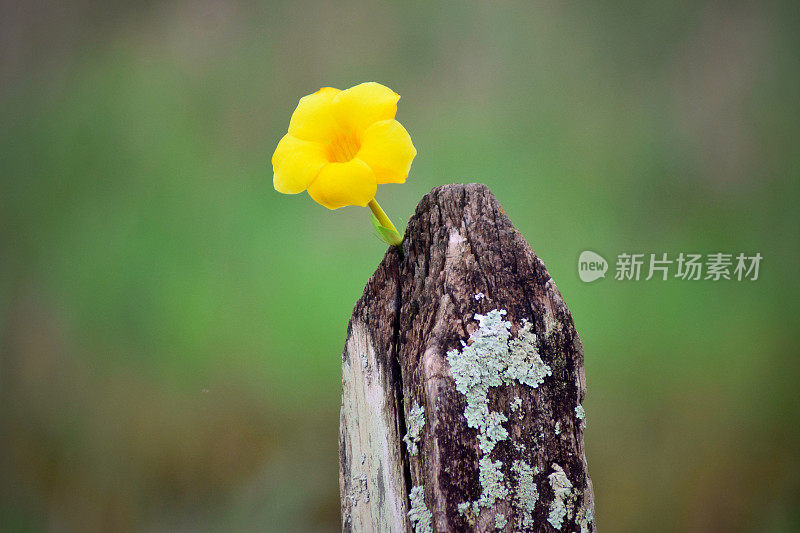 老树干上的黄花