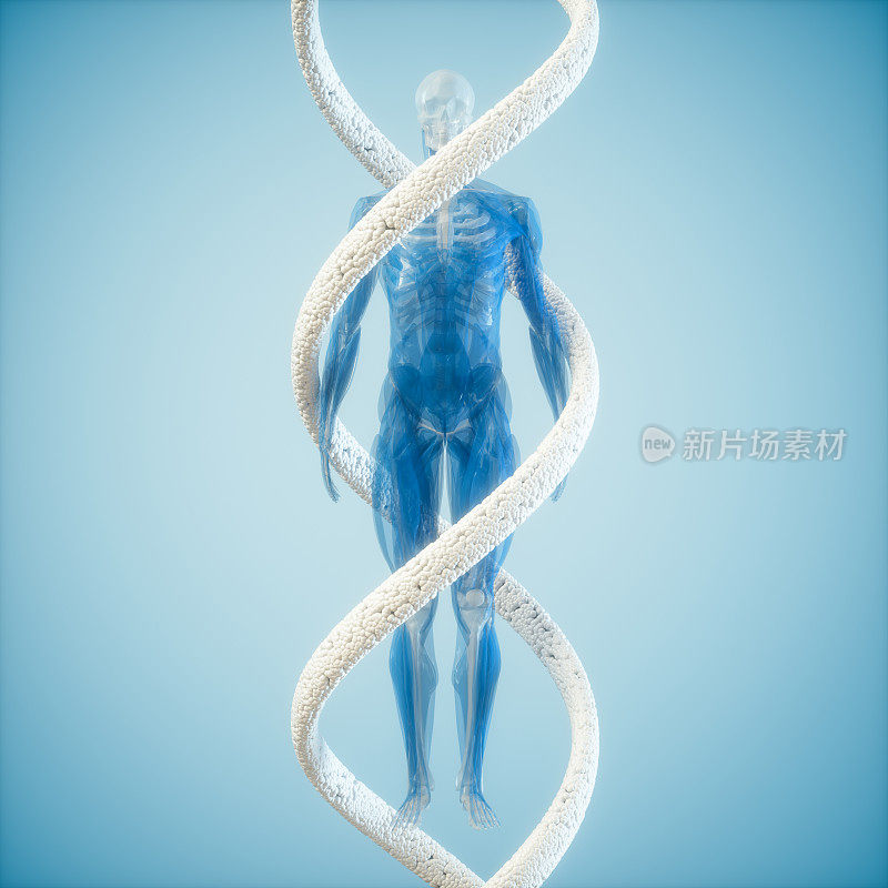 人体解剖学与DNA分子