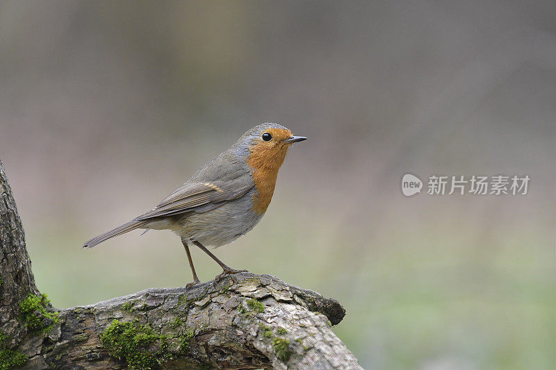 罗宾(红心rubecula)