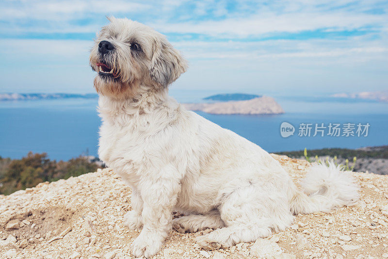 可爱的狗坐在顶部的岩石对亚得里亚海的背景-库存照片