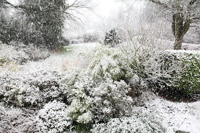 花园里的雪