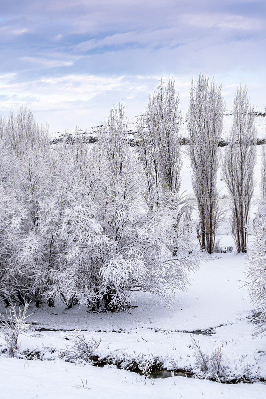 树在冬天，下雪