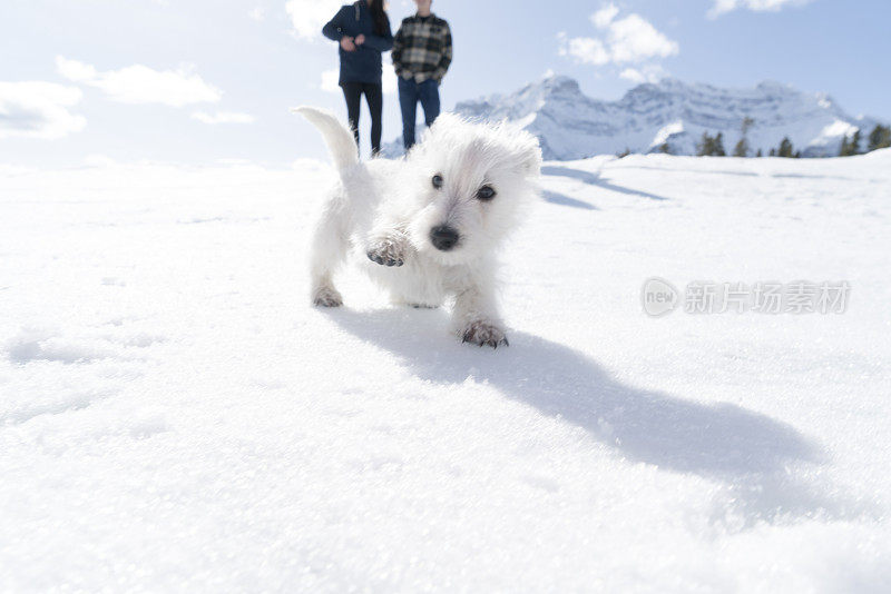 年轻的夫妇和狗在下雪的环境中玩耍