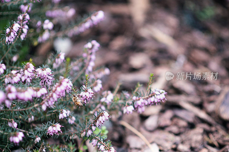 植物与花:一只蜜蜂正在从石南花中吸取花蜜