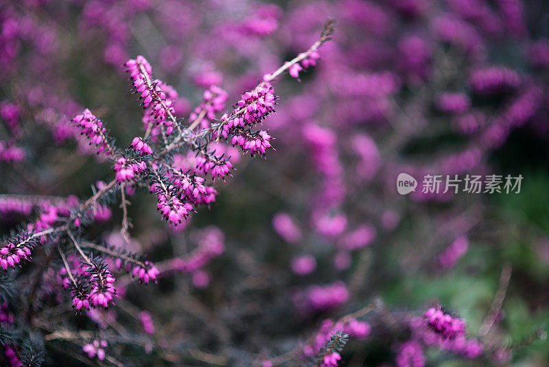 植物与花:一种紫红色的石南丛