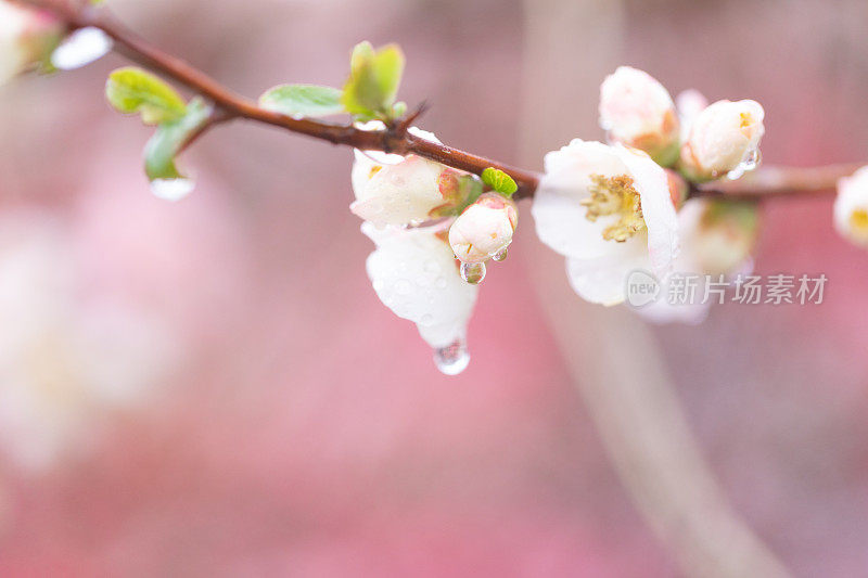 桃花盛开了