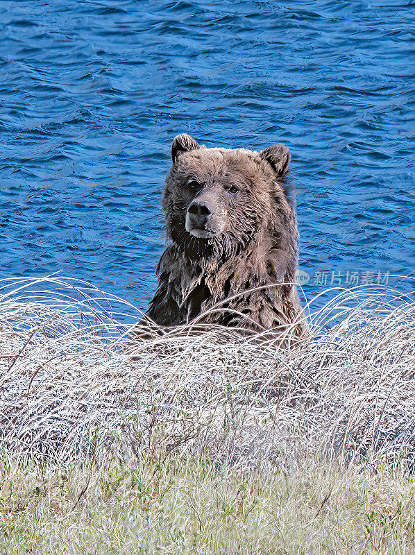 在北美美国西部的黄石生态系统中，雄性灰熊(野猪)湿漉漉地望着相机