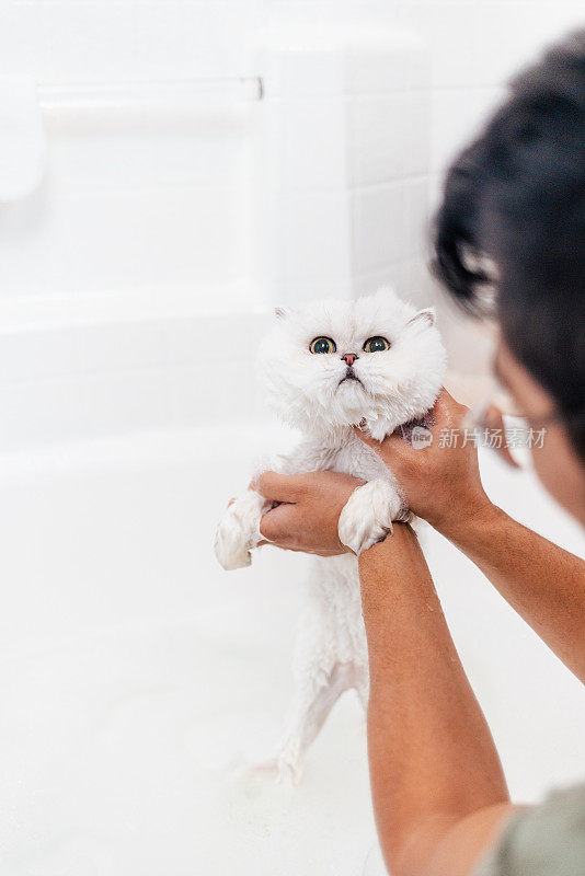 小猫洗澡-长毛波斯猫-近