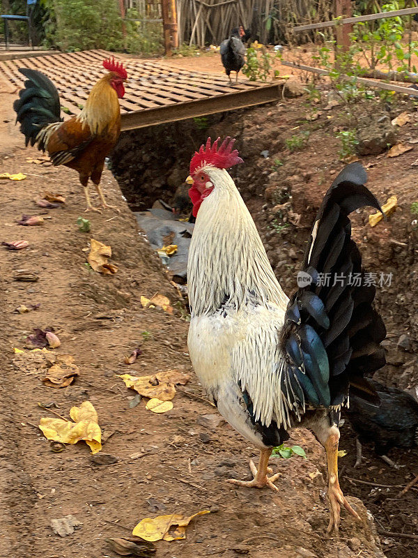 自由放养的雄性鸡在野外的图像，昂首阔步的金色公鸡与绿色尾羽，白色公鸡与黑色尾羽探索在印度的城市荒野，红色的梳子在头上，地上的垃圾，重点在前景