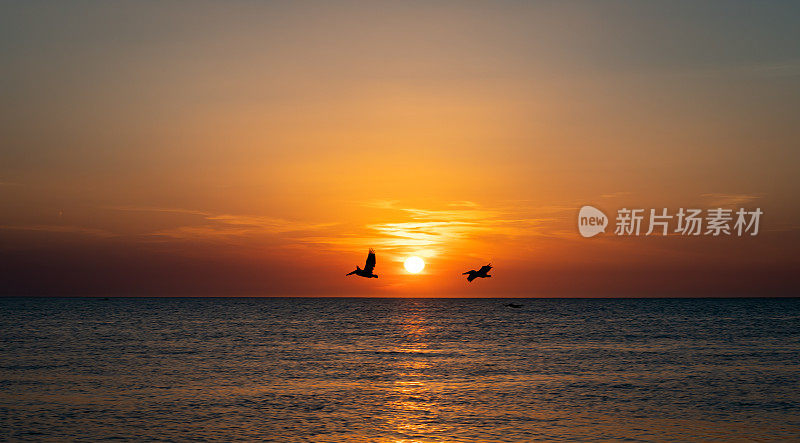 日落时，鸟儿的剪影飞过大海