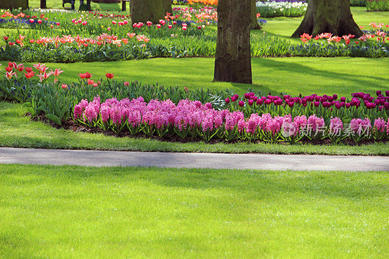 公园里的春天——郁金香和风信子