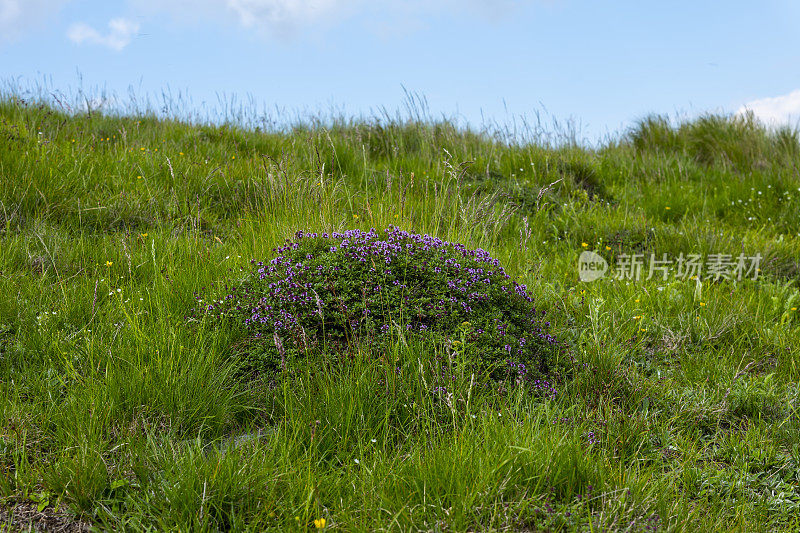 在一个阳光明媚的日子里，野百里香长在山上。