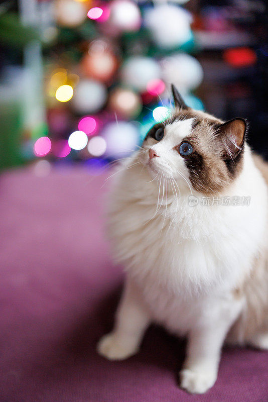 漂亮的布娃娃猫坐在沙发上的圣诞装饰的客厅