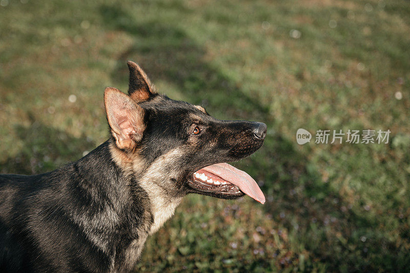 纯种德国牧羊犬