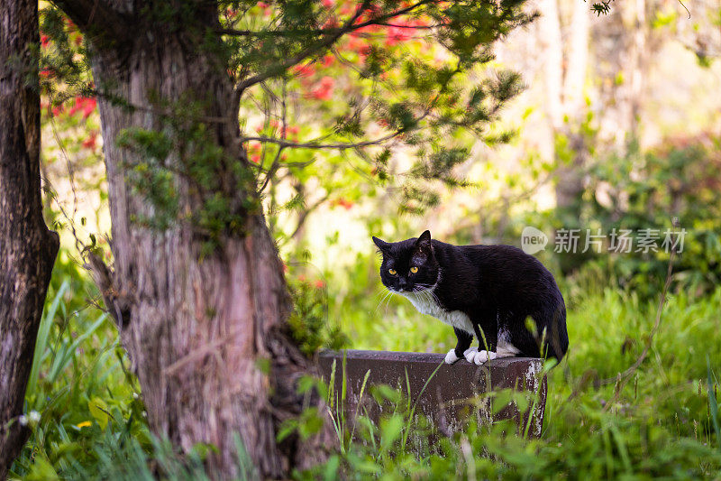 一只猫在户外自由地游荡