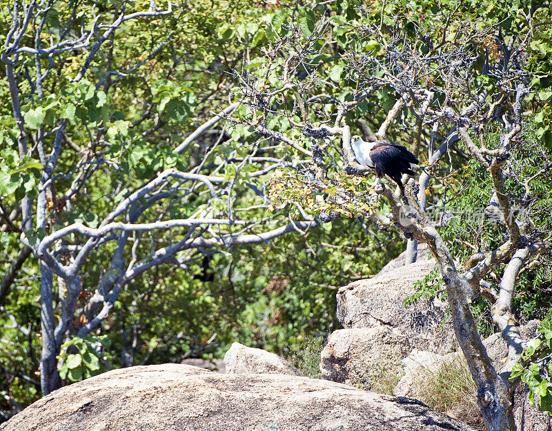 栖息在树枝上的鱼鹰，马拉维，马拉维，非洲
