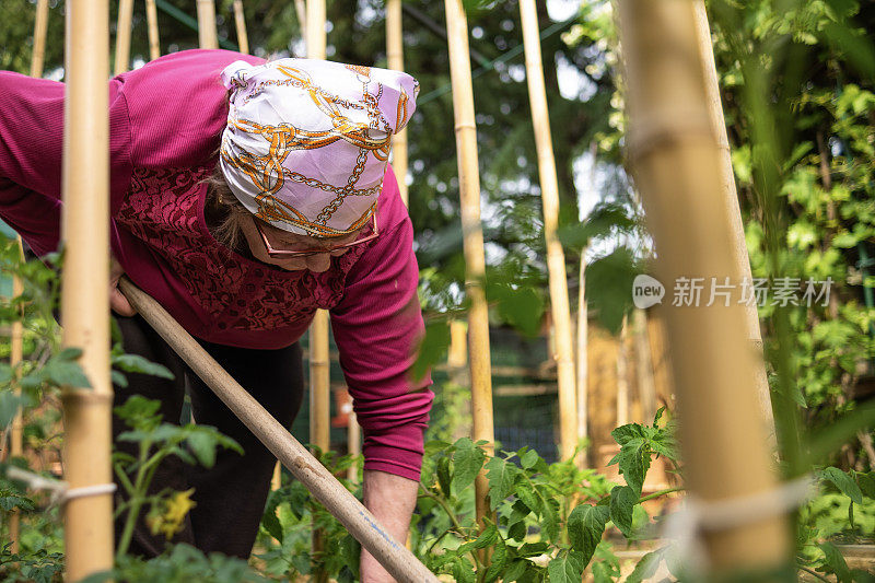 种植生物蔬菜