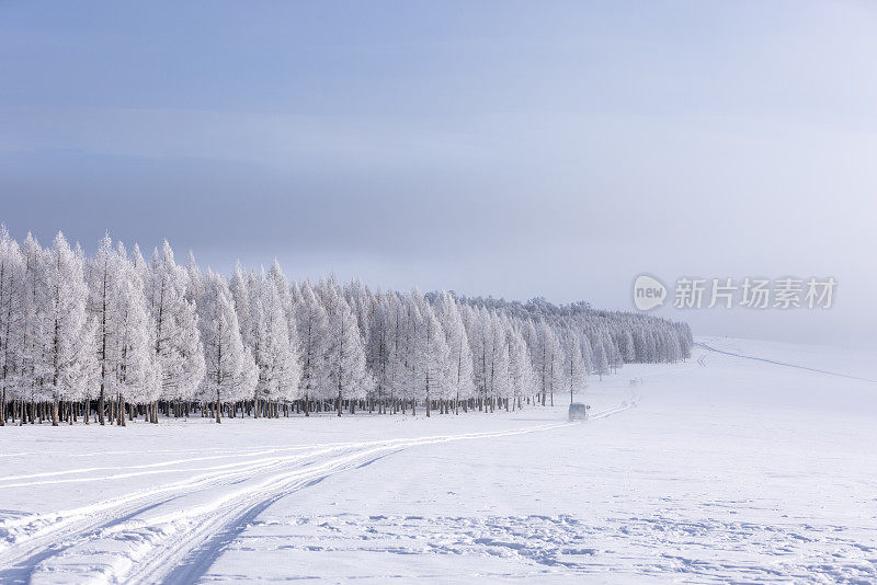 冬天，美丽的白雪覆盖的松树唤起了一种宁静而神奇的气氛。