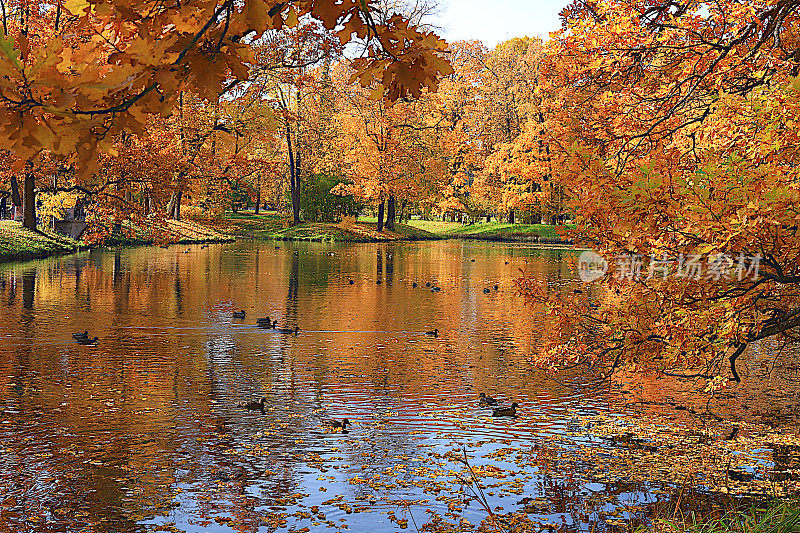 金秋时节的俄罗斯，背景。秋天的公园在十月的一个阳光明媚的日子里，湖中长着红红的枫叶和橡树。公园里美丽明亮的自然景观，四季分明，邀请散步，