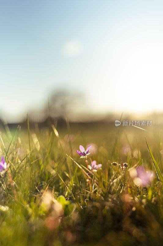在美丽的阳光照耀下，一片盛开着紫色野花的生机盎然的田野