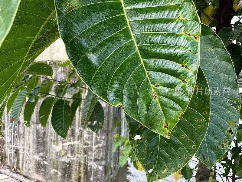 叶病叶。生病的植物。损坏的叶片。叶锈病。小麦锈菌