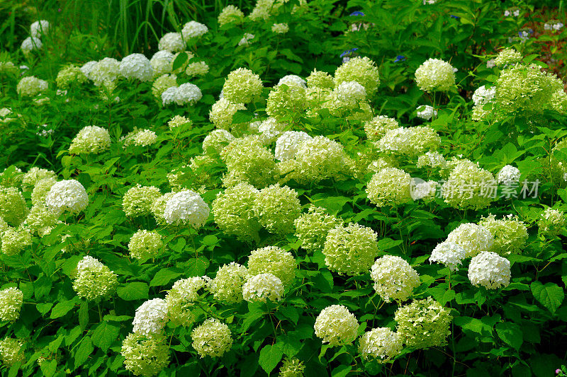 圆锥绣球花:多茎，木质，落叶灌木，有明亮的花