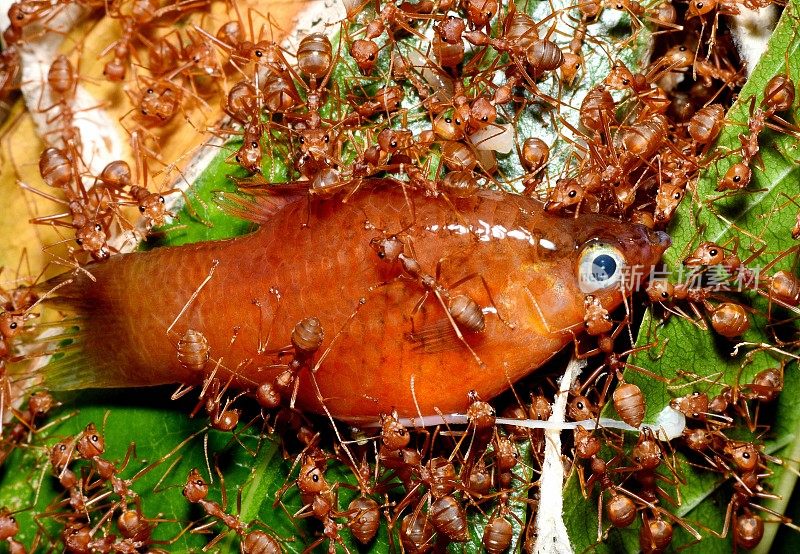 蚂蚁拖红茉莉鱼到巢-动物行为。