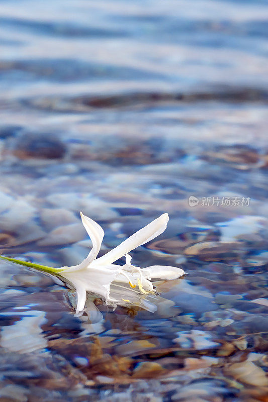 海水仙花在哈尔基迪基的沙滩上盛开