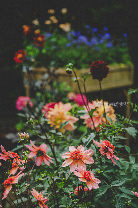 夏天英国花园里美丽的大丽花