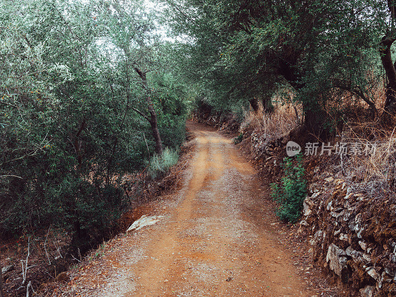 土路在典型的地中海森林中，两旁有橡树和石墙，将道路隔开。