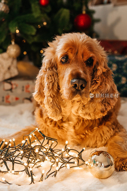 祝宠物新年快乐。节日和给宠物的礼物。金毛猎犬在家里等着过节。小狗旁边圣诞树上的树枝、雪花、圆锥体点缀着美丽的散景。