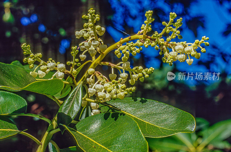 杨梅menziesii;加州;樱桃河;有花的太平洋马龙树;索诺玛县;植物学;一天;植物群;花;自然;没有人;在户外;照片;摄影;圣罗莎