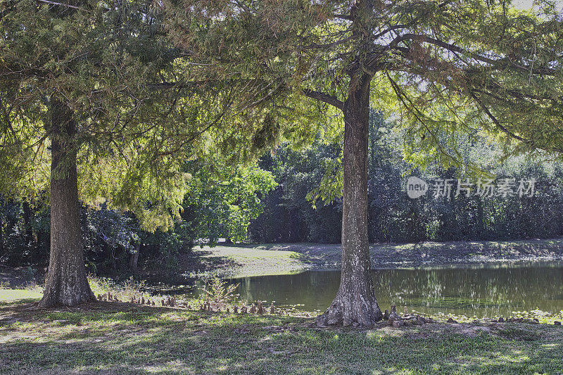 秃柏树和膝盖结构突出的淡水湖在休斯顿，德克萨斯州的边缘。