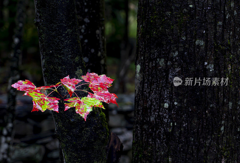 坦纳斯维尔的秋叶