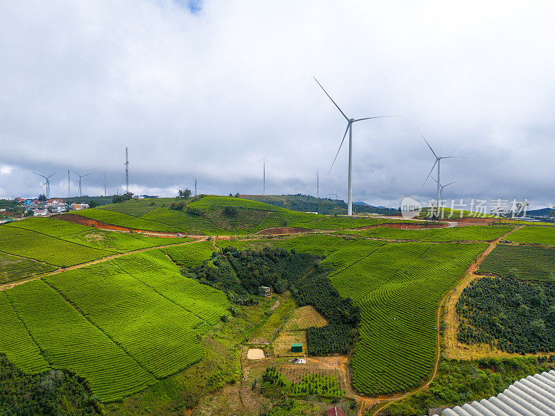 清晨美丽的风景，在大叻市，林东省。风吹茶山上，晨景山坡上茶树下