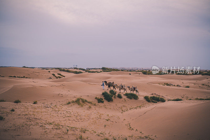 骆驼商队。库布其沙漠，中国内蒙古湘沙湾景区
