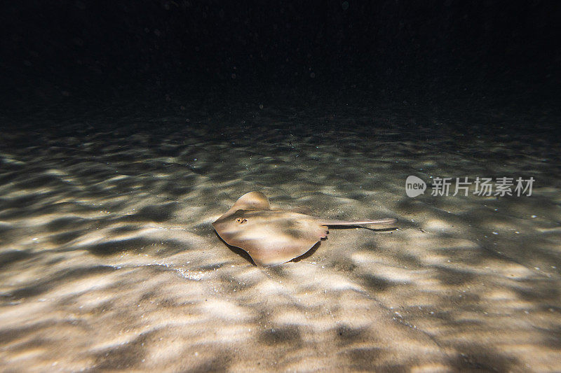 夜间沿着沙洲游动的小黄貂鱼