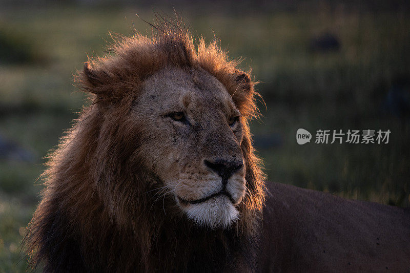 肯尼亚马赛马拉的狮子