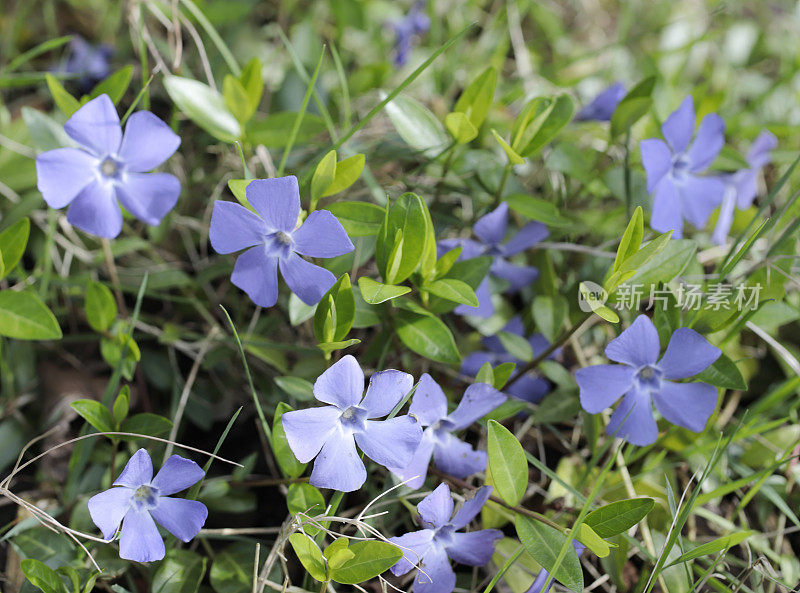 小长春花(小长春花)