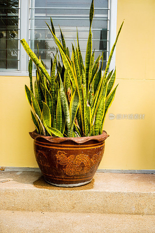 竖画的蛇形植物，种植在房屋或建筑物附近的花盆里，既美观又能增加新鲜空气，婆婆的舌头。