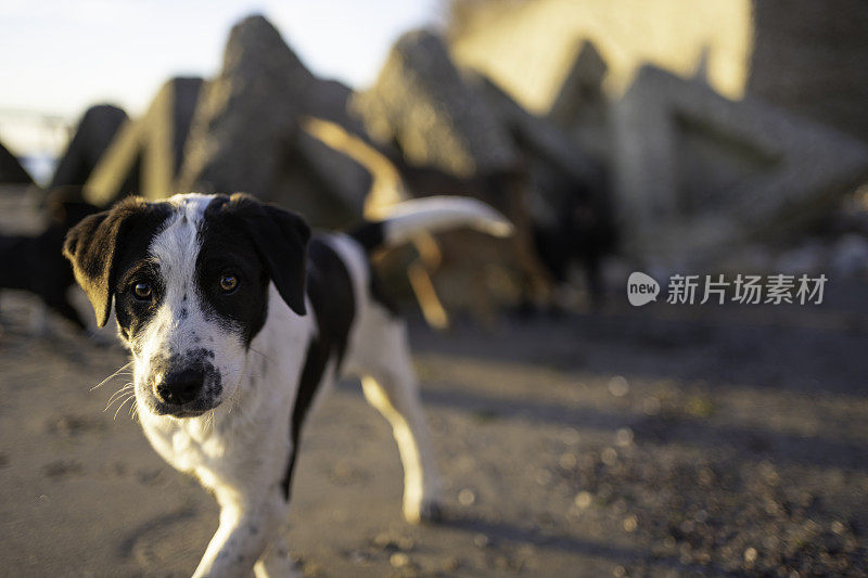 阳光明媚的一天，狗在海边玩耍。