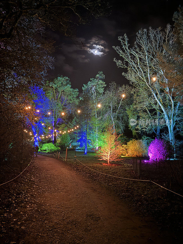 夜间被彩灯照亮的花园中的林地树木图像，彩色灯光照亮的戏剧性树木聚光灯，植物园中明亮的林地小径，针叶树和落叶树，冬夜，重点在前景