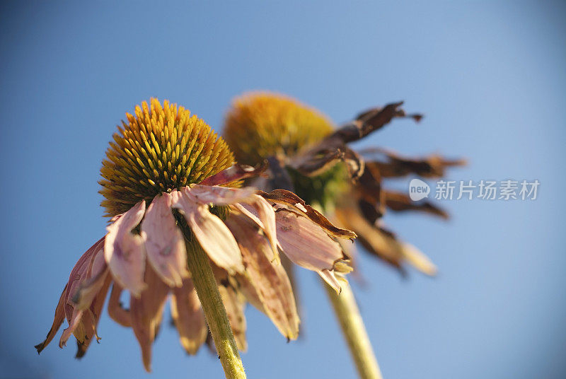 紫锥花-紫锥菊