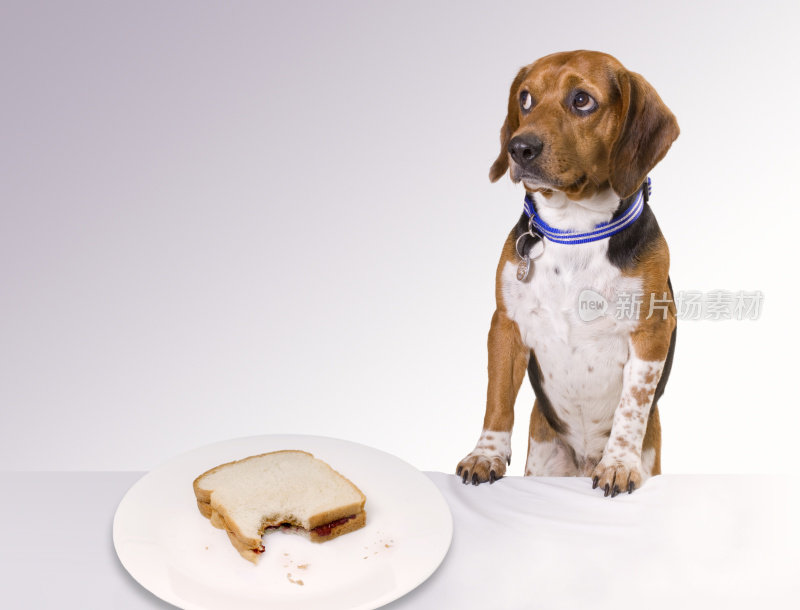 一只看上去有罪的小狗在白色盘子里的吃过的三明治旁边