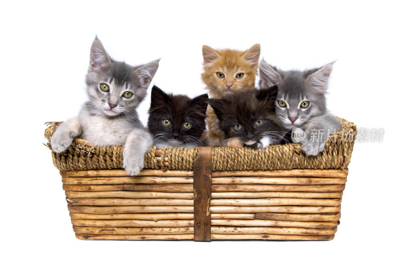 五只小猫在一个柳条篮子里