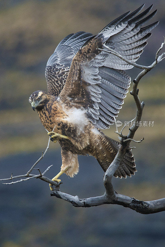 一只鹰在巴塔哥尼亚的树枝上晾干翅膀