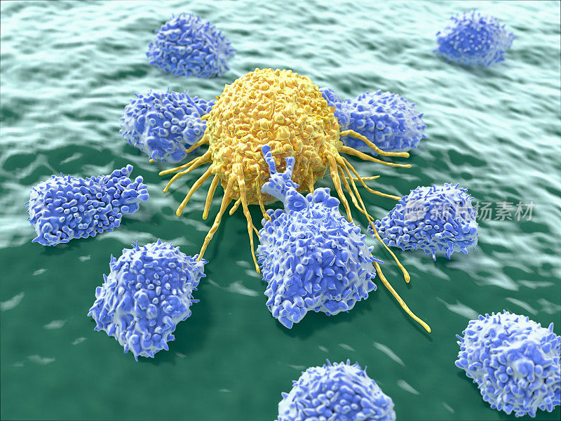 淋巴细胞攻击癌细胞