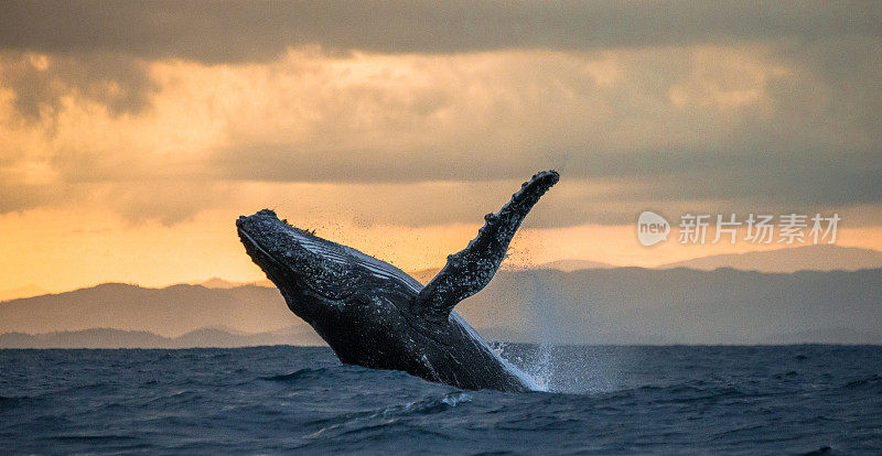 日落时跳跃的座头鲸。马达加斯加。