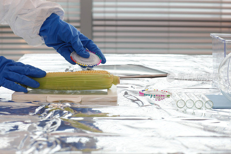 科学家在实验室测试甜玉米