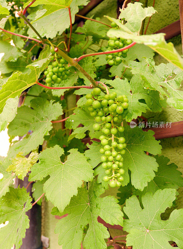 绿色未成熟的葡萄